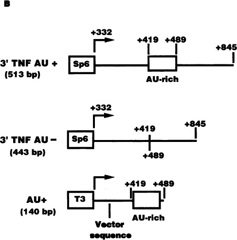 Fig. 1B