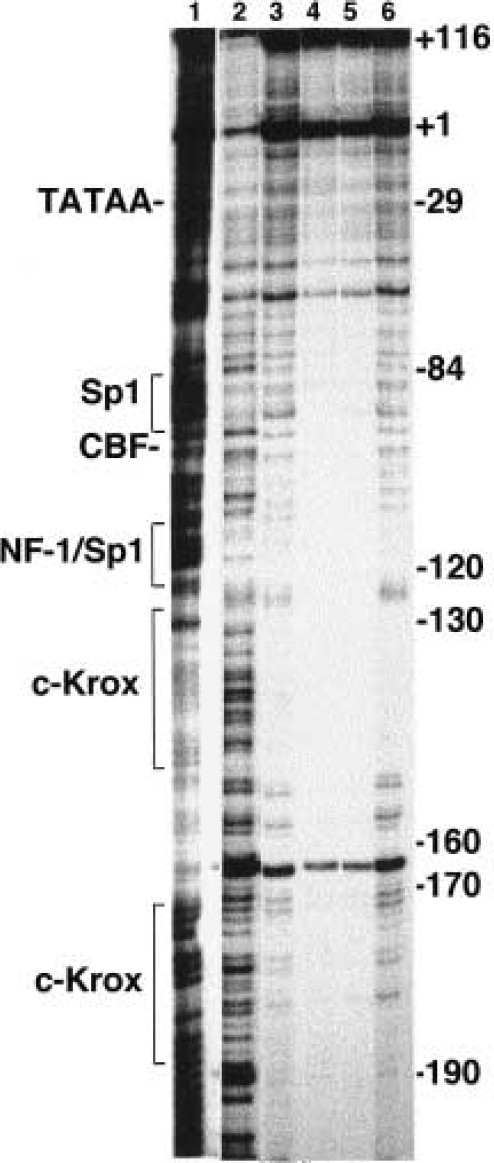 Fig. 5