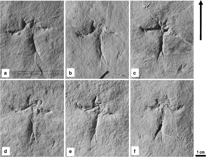 Fig. 7