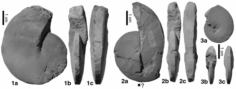 Fig. 11