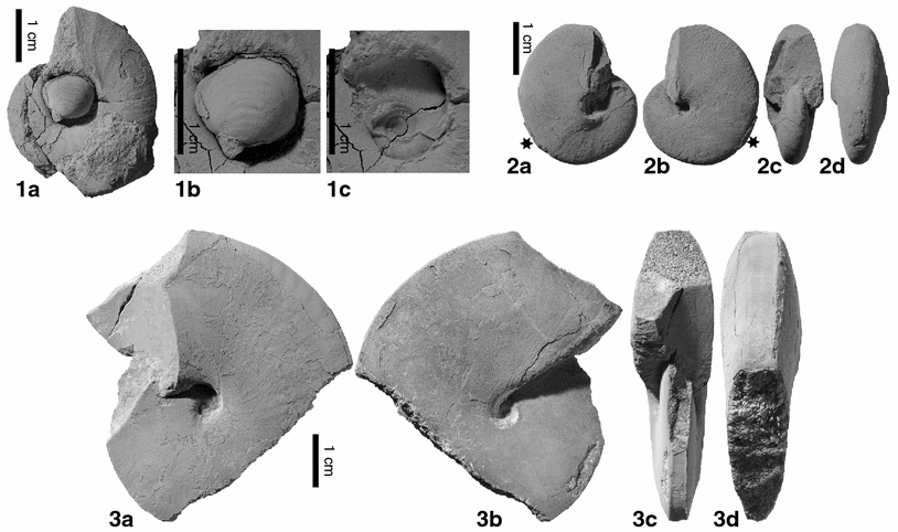 Fig. 21