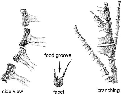 Fig. 5