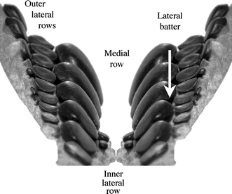 Fig. 7