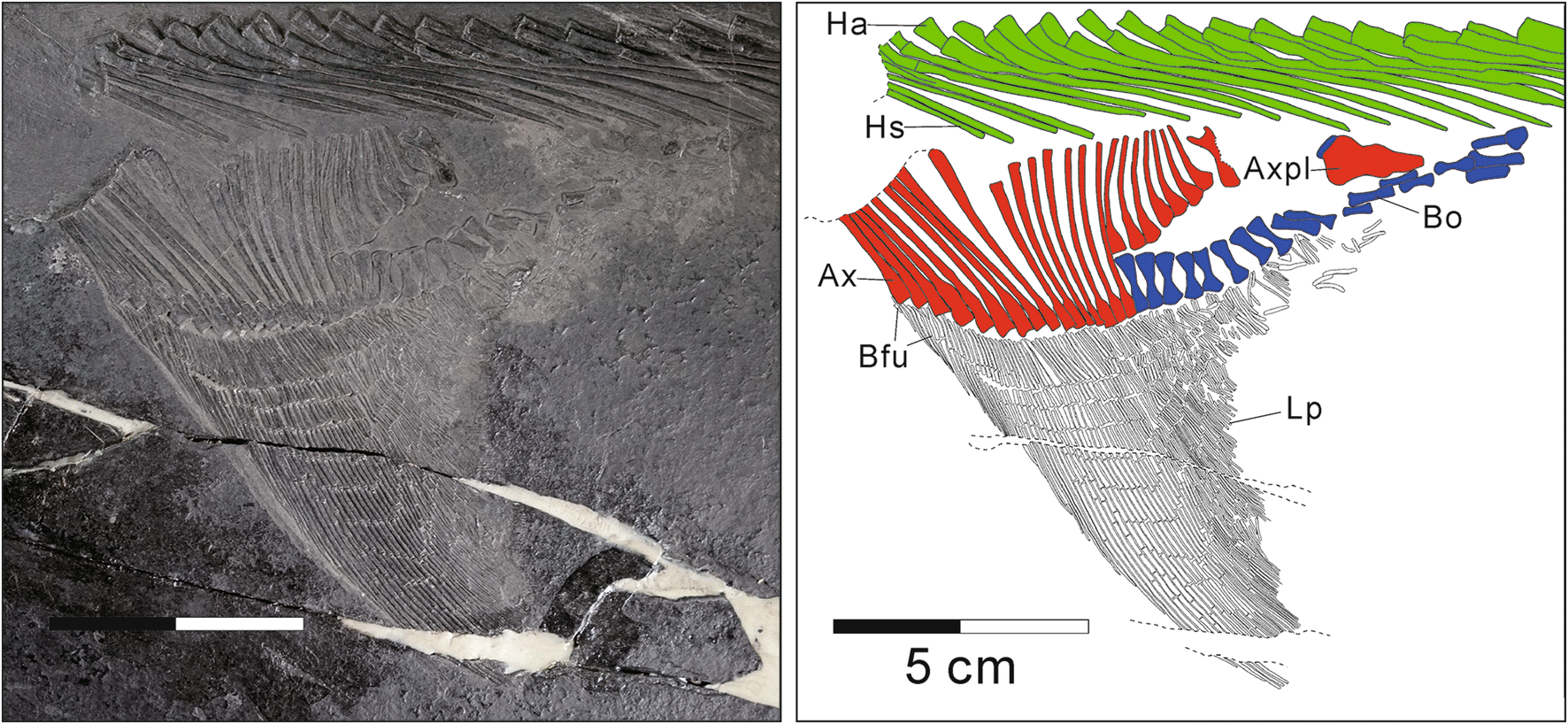 Fig. 11