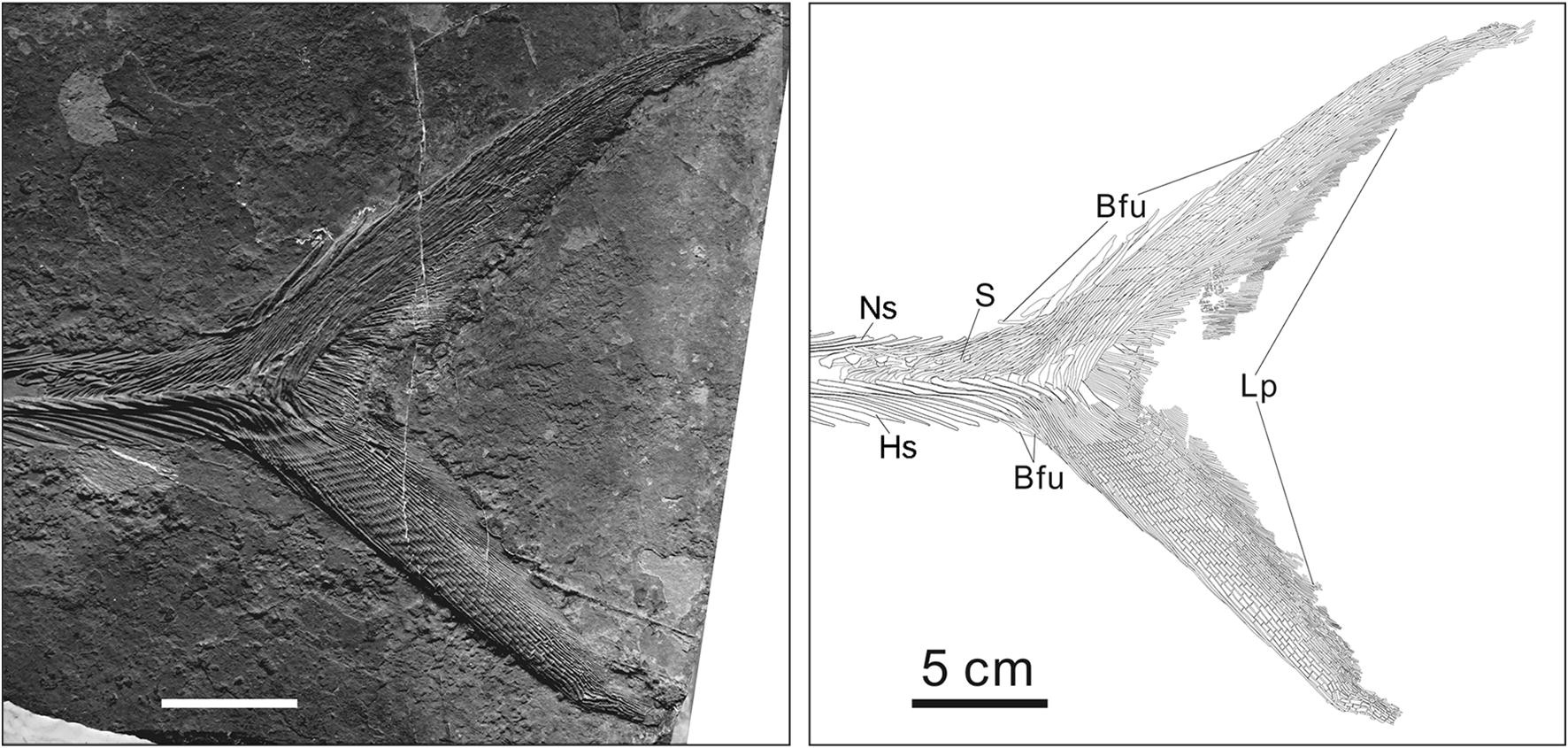 Fig. 13