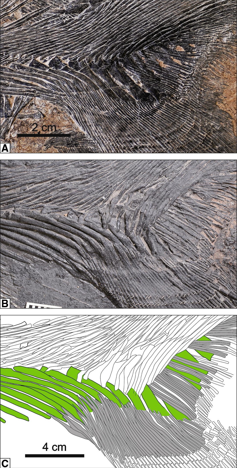 Fig. 16