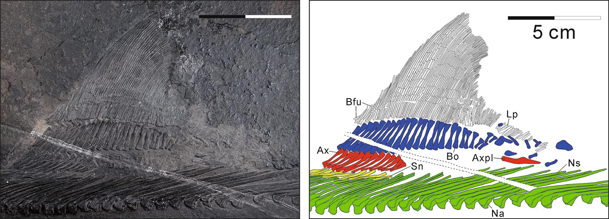 Fig. 9