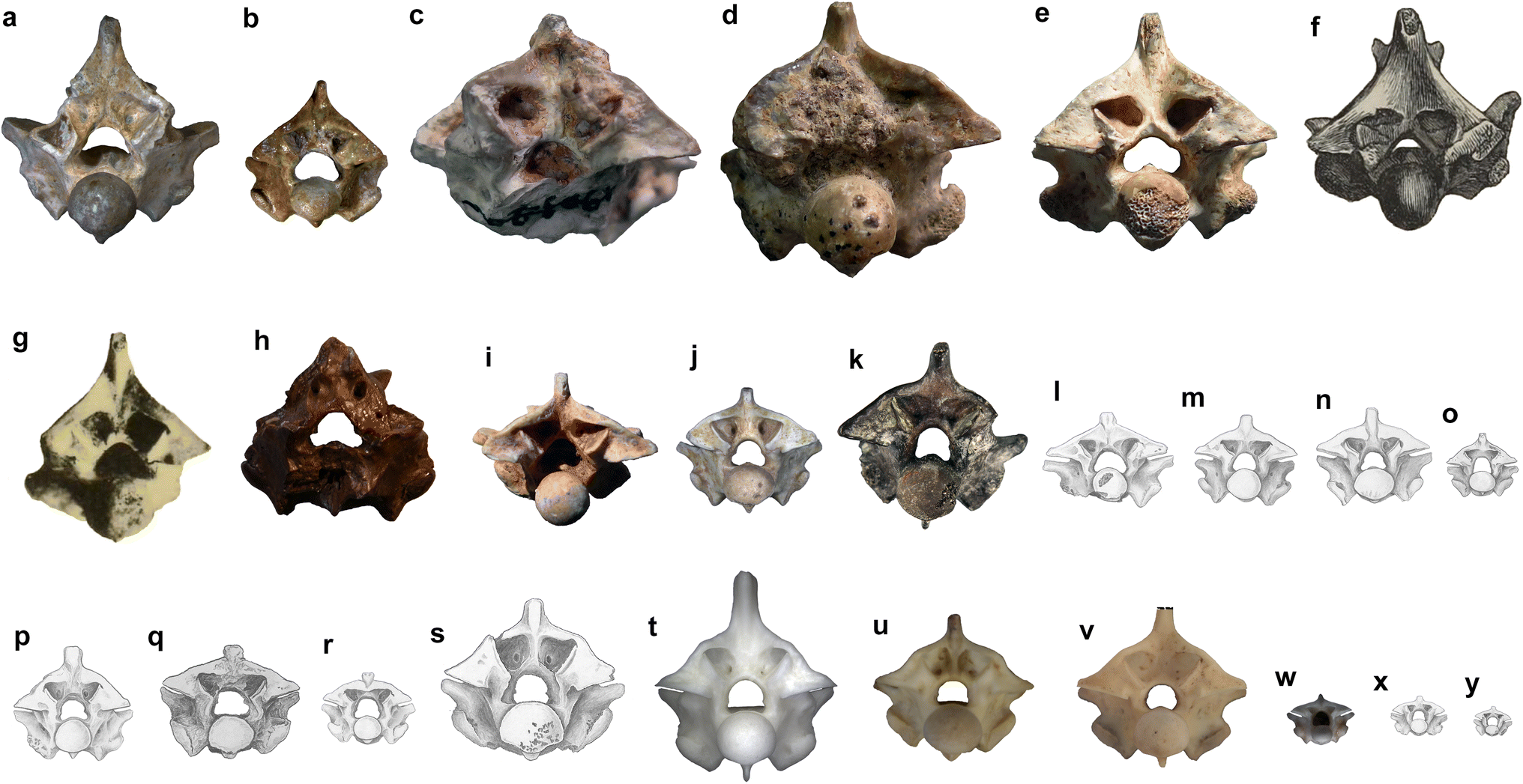 Fig. 15