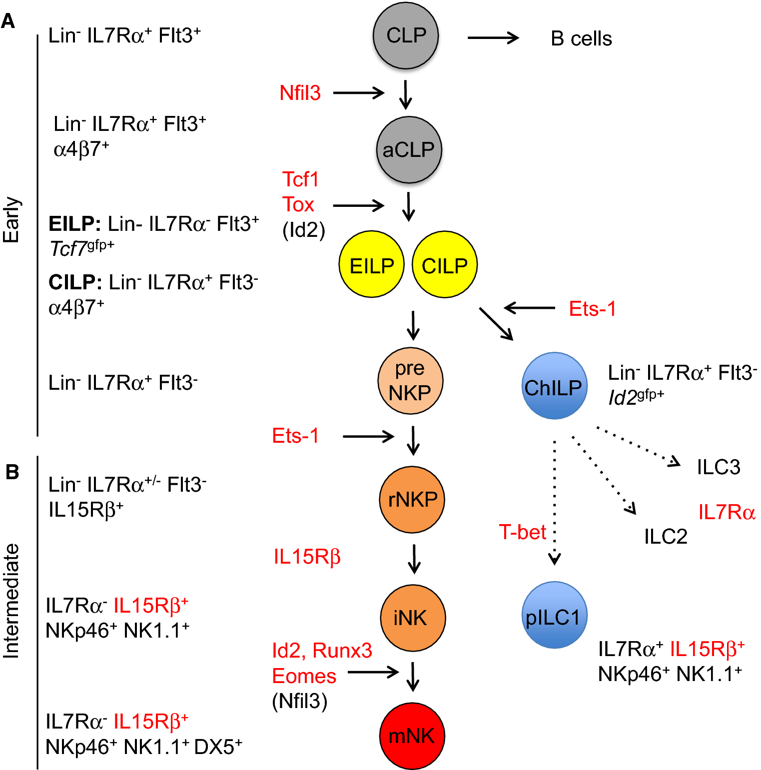 Figure 1 Transcriptional Regulation Of Murine Natural Killer Cell Development Differentiation And Maturation Springerlink
