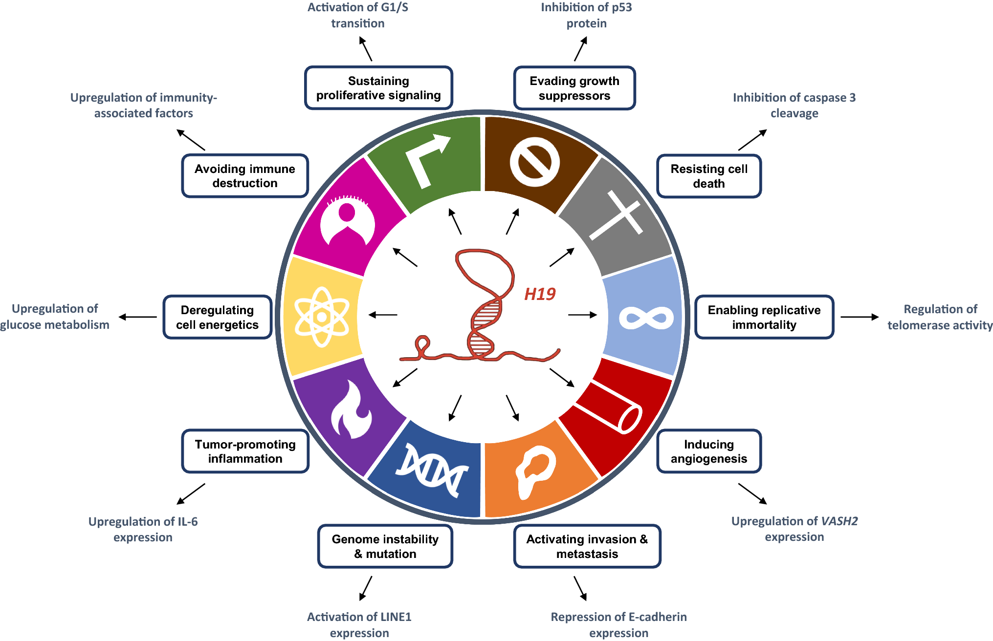Figure 5 | The long non-coding RNA H19 : an active player with multiple  facets to sustain the hallmarks of cancer | SpringerLink