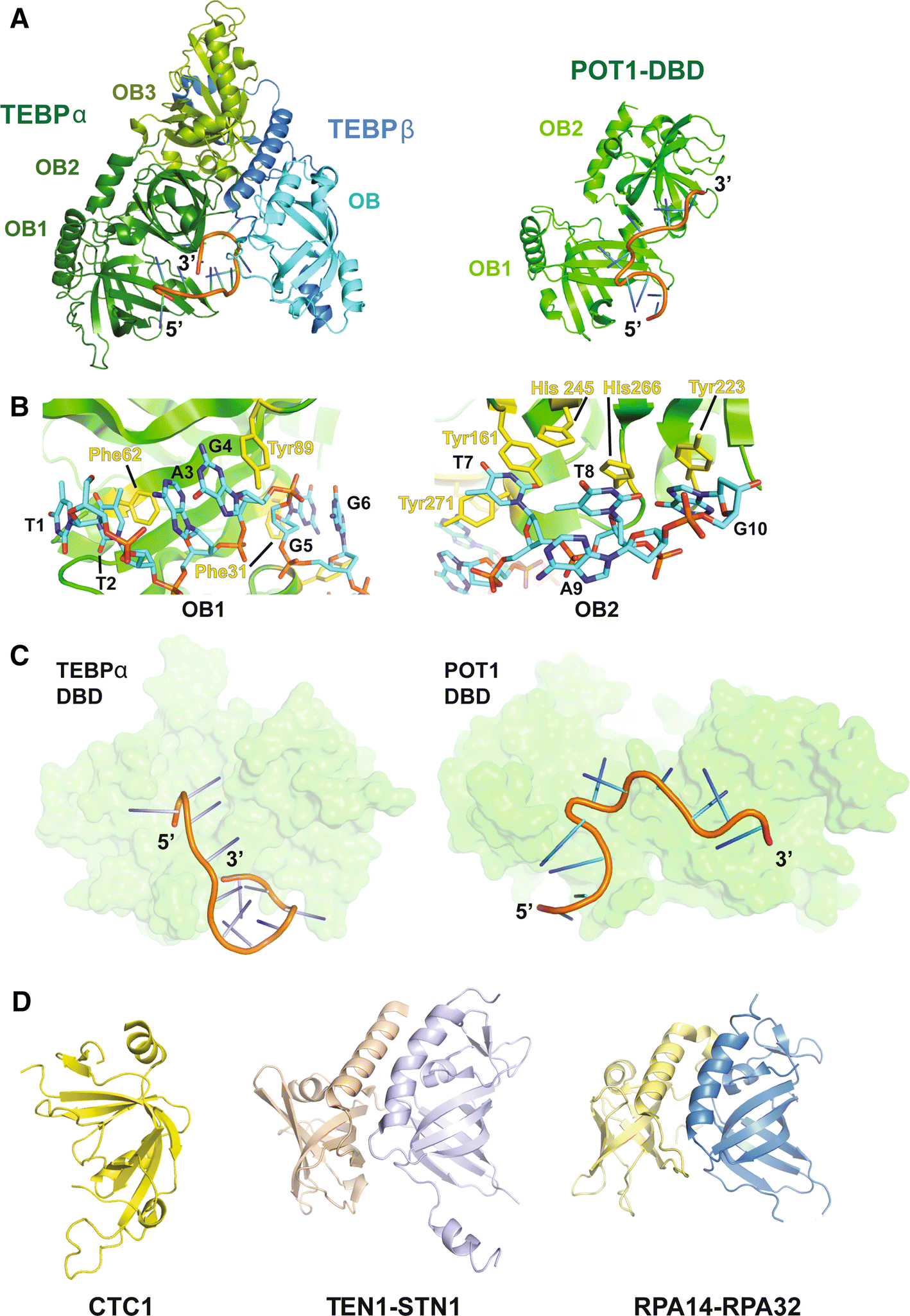 Figure 3 Structural Biology Of Telomeres And Telomerase Springerlink
