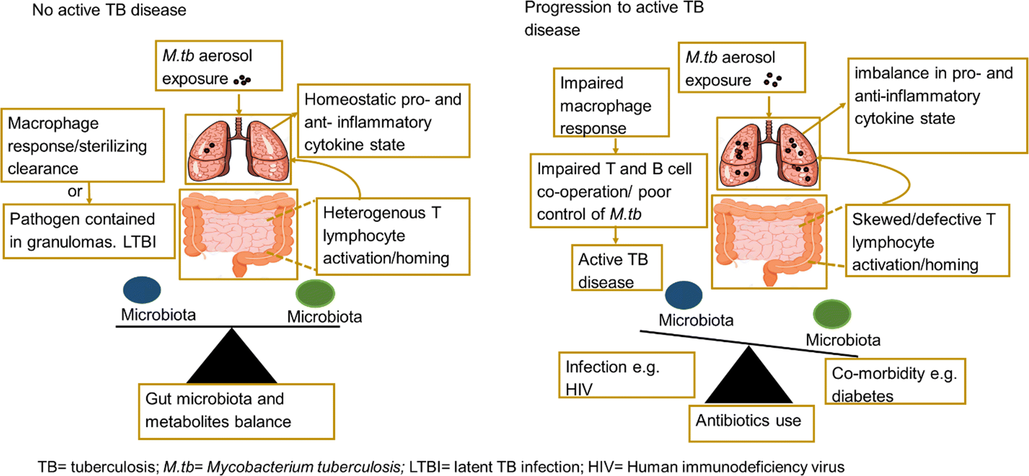 Figure 1 The Gut Microbiome In Tuberculosis Susceptibility And Treatment Response Guilty Or Not Guilty Springerlink