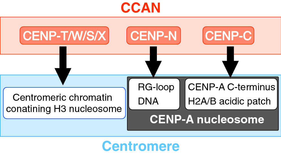 Figure 5 Dynamics Of Kinetochore Structure And Its Regulations During Mitotic Progression Springerlink