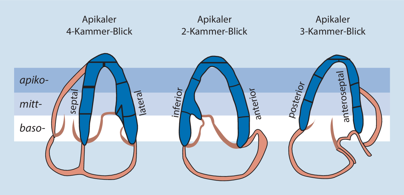 Figure 4 | Fokussierte Echokardiographie in der Akutmedizin | SpringerLink