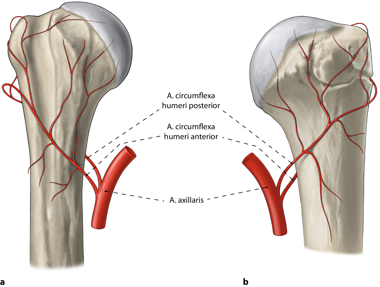 A circumflexa humeri anterior slovenský názov