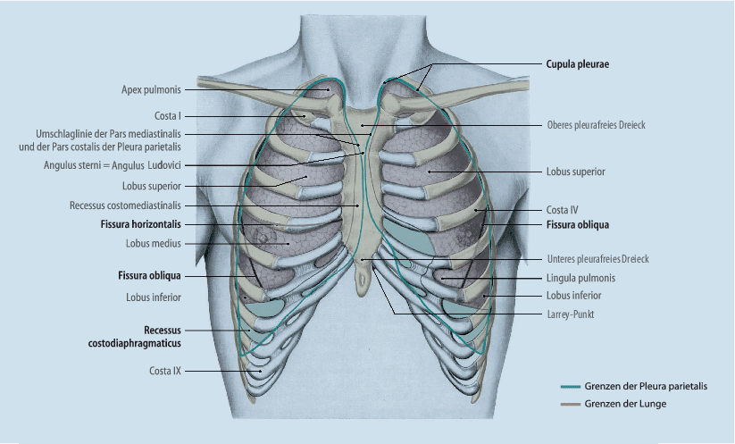 Sternum латынь род. Angulus как читается. Manubrium sterni. Лопатка scapula. Angulus mandibulae.