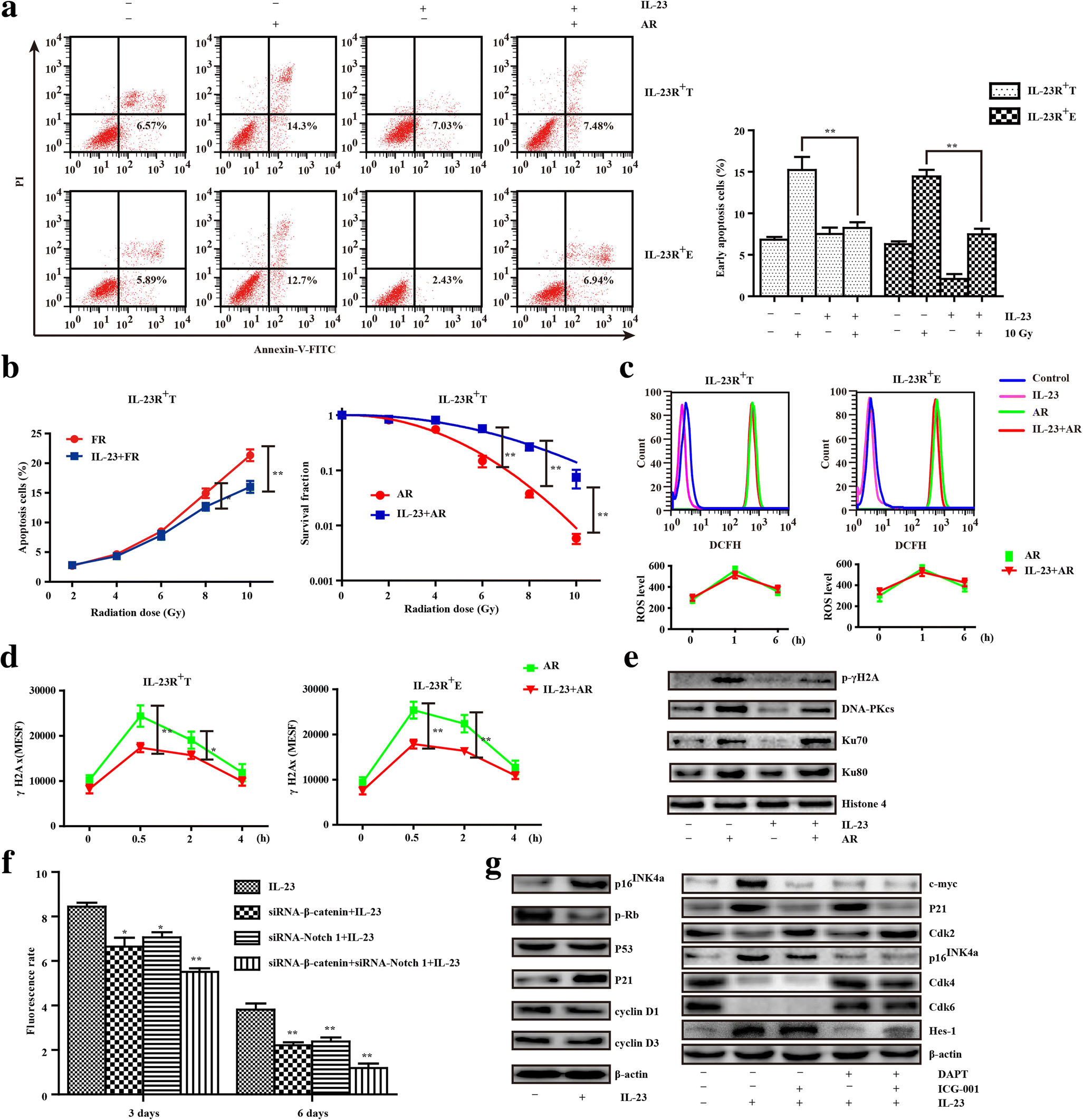 Figure 3 Interleukin 23 Receptor Signaling Mediates Cancer Dormancy And Radioresistance In Human Esophageal Squamous Carcinoma Cells Via The Wnt Notch Pathway Springerlink Figure 3 Interleukin 23 Receptor Signaling Mediates Cancer Dormancy And Radioresistance In Human Esophageal Squamous Carcinoma Cells Via The Wnt Notch Pathway Springerlink