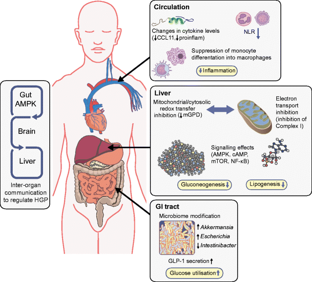 Figure 3 The Mechanisms Of Action Of Metformin Springerlink