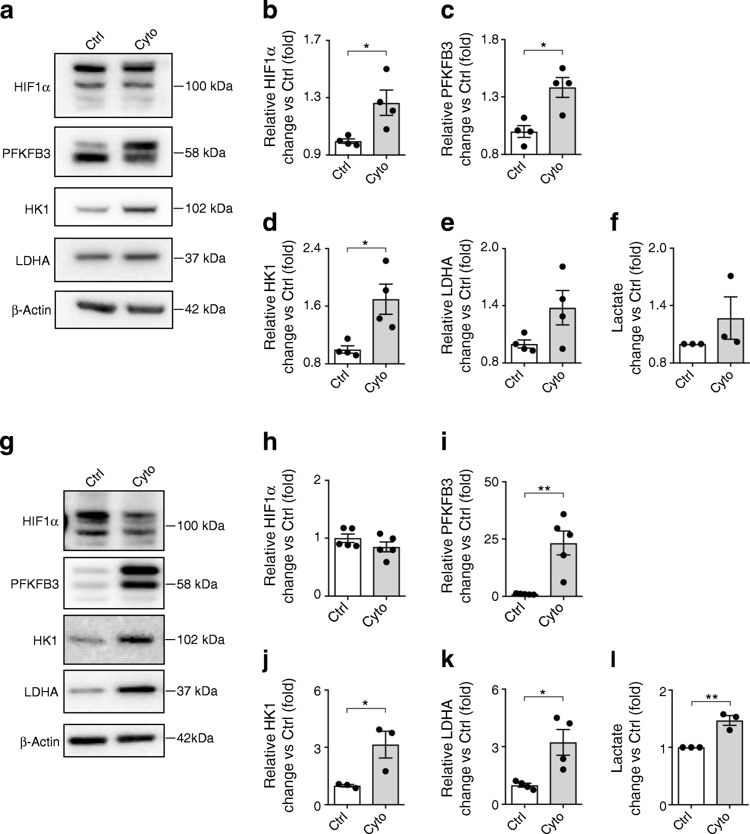 Figure 4 Activation Of The Hif1a Pfkfb3 Stress Response Pathway In Beta Cells In Type 1 Diabetes Springerlink