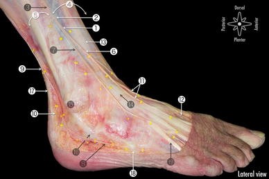 Figure 2 The Course Of The Superficial Peroneal Nerve In Relation To The Ankle Position Anatomical Study With Ankle Arthroscopic Implications Springerlink