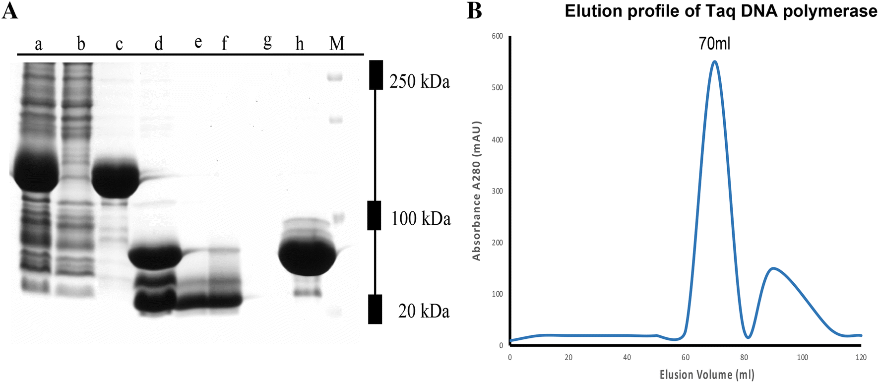 Figure 5 A Novel Approach For High Level Expression And Purification Of Gst Fused Highly Thermostable Taq Dna Polymerase In Escherichia Coli Springerlink Figure 5 A Novel Approach For High Level Expression And Purification Of Gst Fused Highly Thermostable Taq Dna Polymerase In Escherichia Coli Springerlink