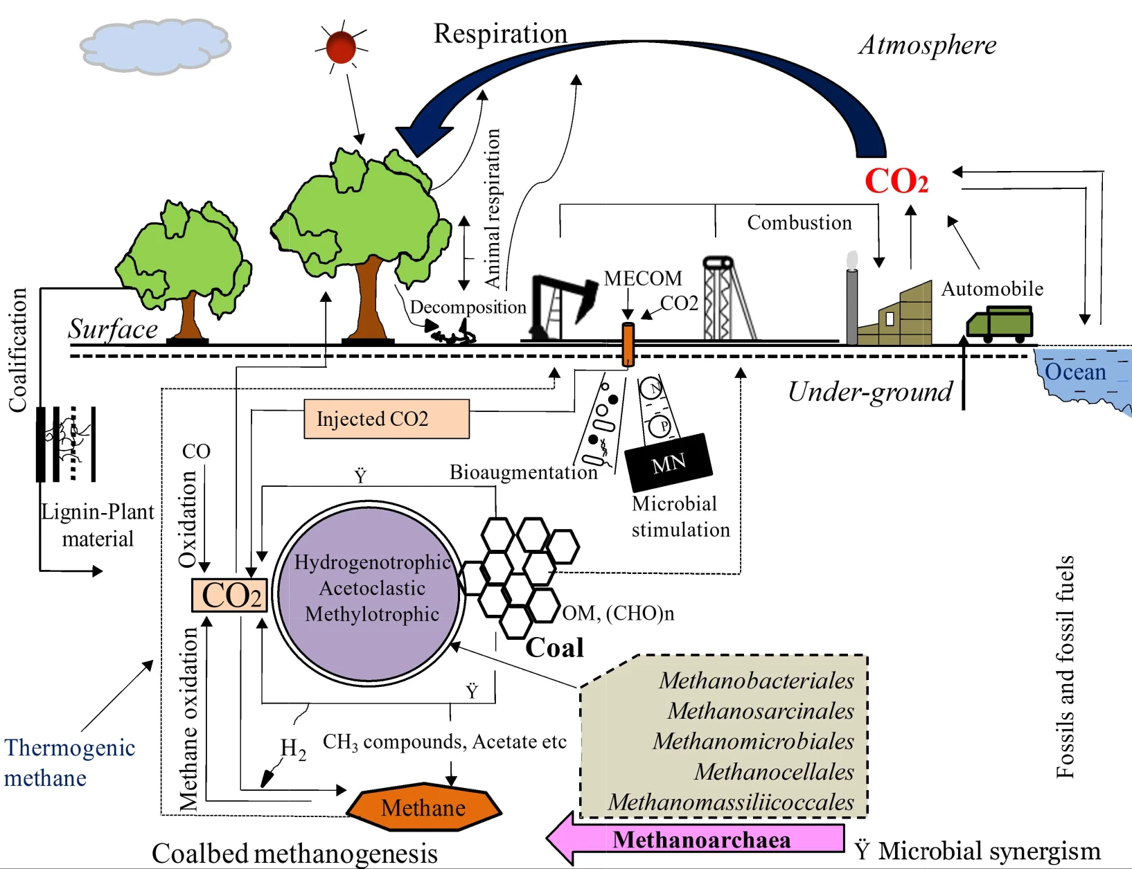 Archives of Microbiology 206 (5), 234
