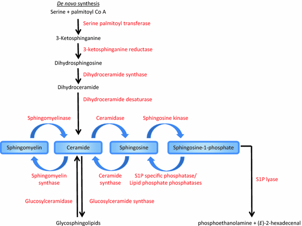 sphingomyelin synthesis