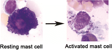 resting mast cell vs an activated mast cell 
