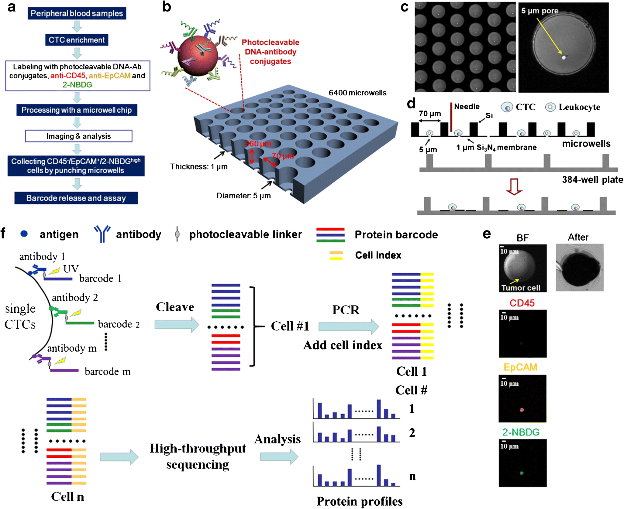 Figure 1 Highly Multiplexed Profiling Of Cell Surface Proteins On Single Circulating Tumor Cells Based On Antibody And Cellular Barcoding Springerlink