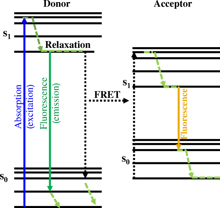 Figure 7 Optical Approaches For Single Cell And Subcellular Analysis Of Gpcr G Protein Signaling Springerlink