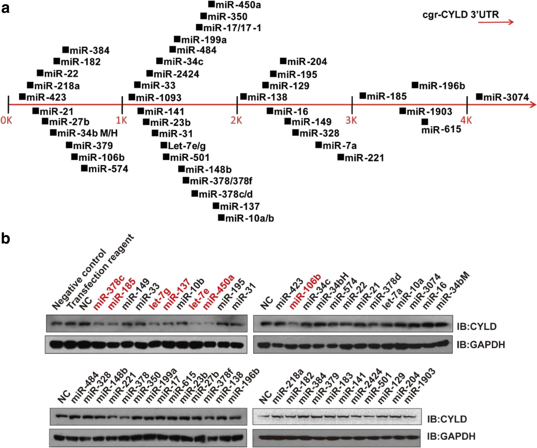 Figure 1 Mir 106b Promotes Therapeutic Antibody Expression In Cho Cells By Targeting Deubiquitinase Cyld Springerlink Figure 1 Mir 106b Promotes Therapeutic Antibody Expression In Cho Cells By Targeting Deubiquitinase Cyld Springerlink