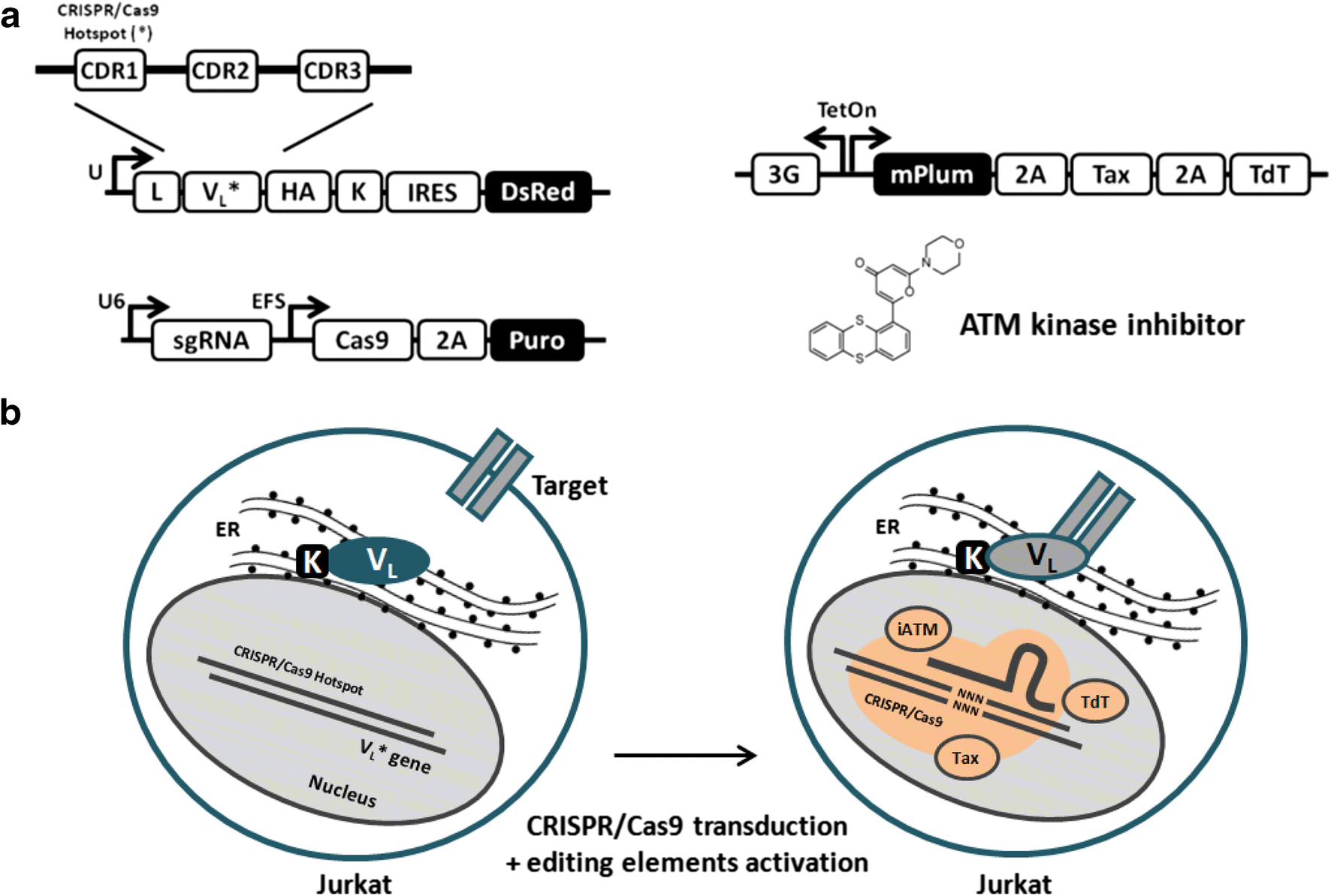 Figure 1 | Synthetic antibody discovery against native antigens by  CRISPR/Cas9-library generation and endoplasmic reticulum screening |  SpringerLink