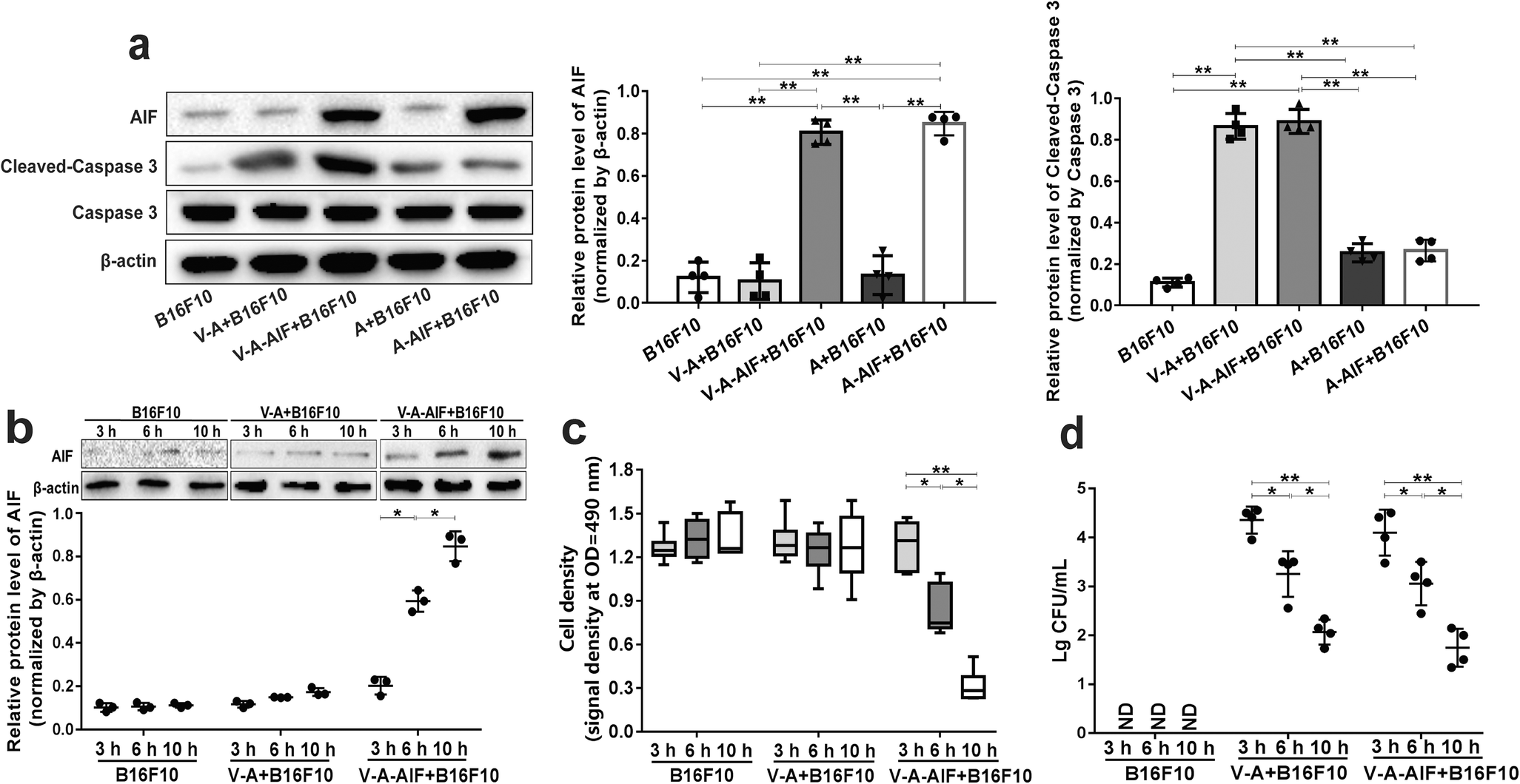 Figure 1 Attenuated Salmonella Engineered With An Apoptosis Inducing Factor Aif Eukaryotic Expressing System Enhances Its Anti Tumor Effect In Melanoma In Vitro And In Vivo Springerlink