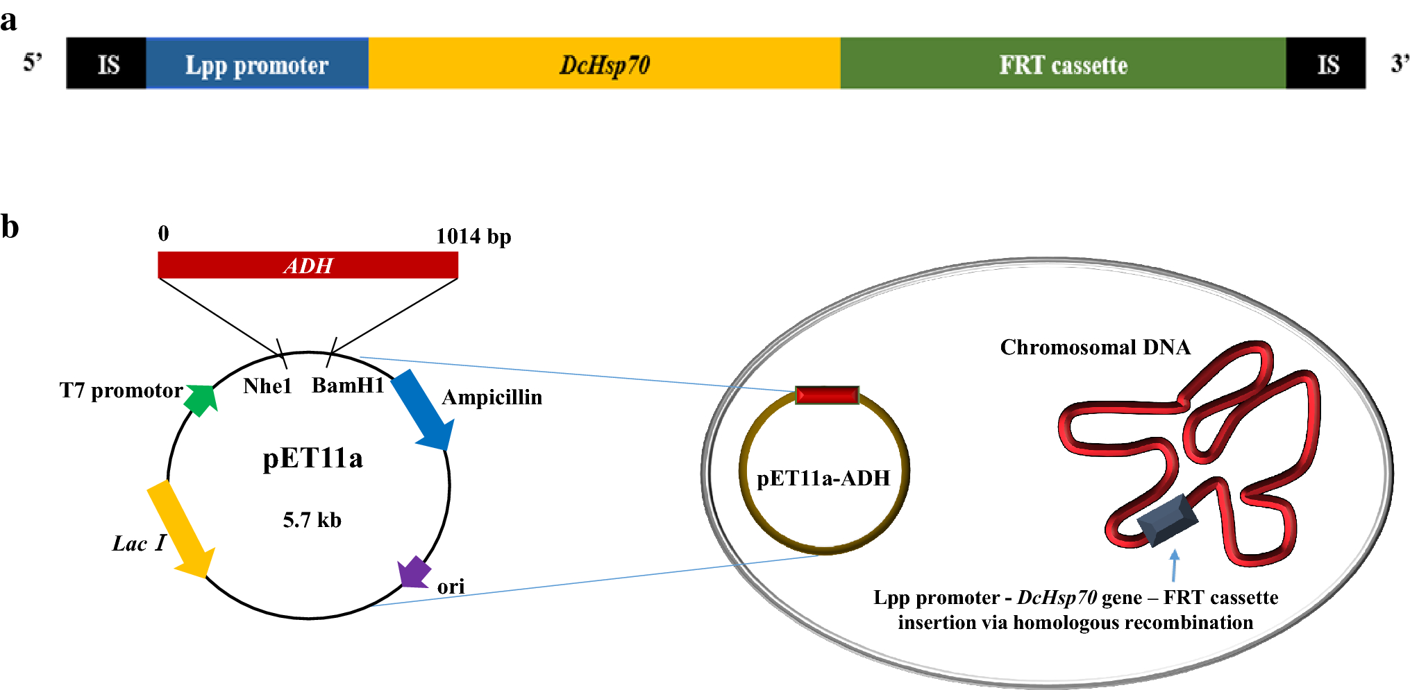 Figure 1 Enhanced Production Of Recombinant Alcohol Dehydrogenase Using The Genetically Engineered Escherichia Coli Strain That Heterologously Expresses Carrot Heat Shock Protein 70 Springerlink Figure 1 Enhanced Production Of Recombinant Alcohol Dehydrogenase Using The Genetically Engineered Escherichia Coli Strain That Heterologously Expresses Carrot Heat Shock Protein 70 Springerlink