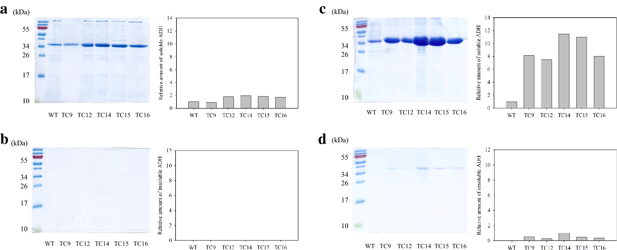 Figure 4 | Enhanced Production of Recombinant Alcohol Dehydrogenase Using  the Genetically Engineered Escherichia coli Strain that Heterologously  Expresses Carrot Heat Shock Protein 70 | SpringerLink