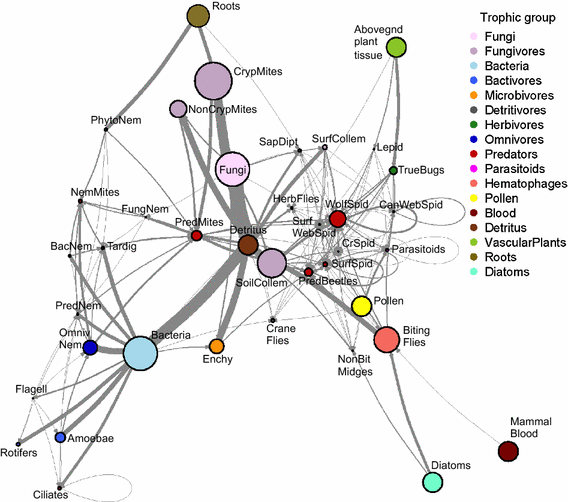 Figure 3 The Detritus Based Microbial Invertebrate Food Web Contributes Disproportionately To Carbon And Nitrogen Cycling In The Arctic Springerlink