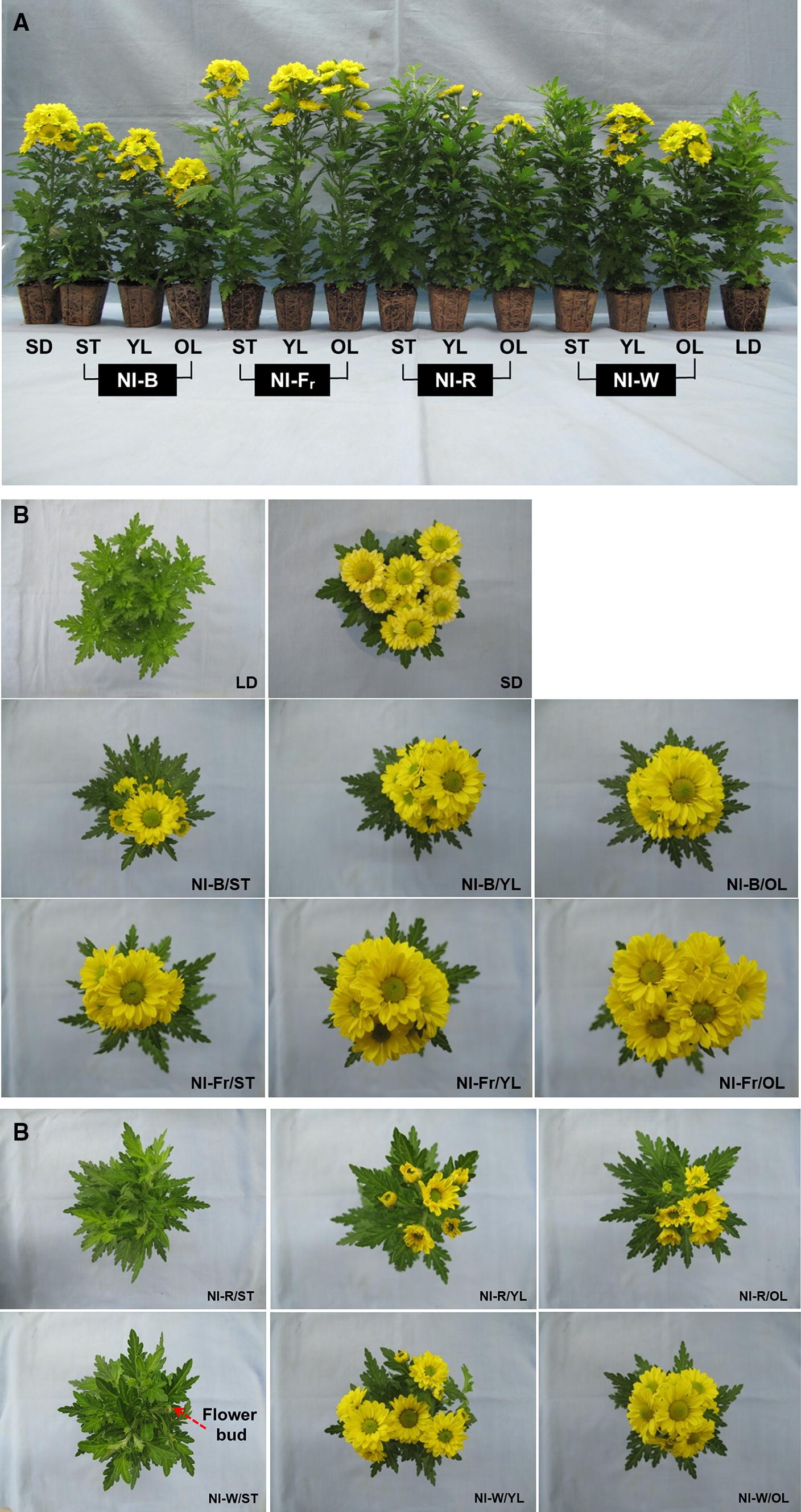 Figure 5 Both The Quality And Positioning Of The Night Interruption Light Are Important For Flowering And Plant Extension Growth Springerlink