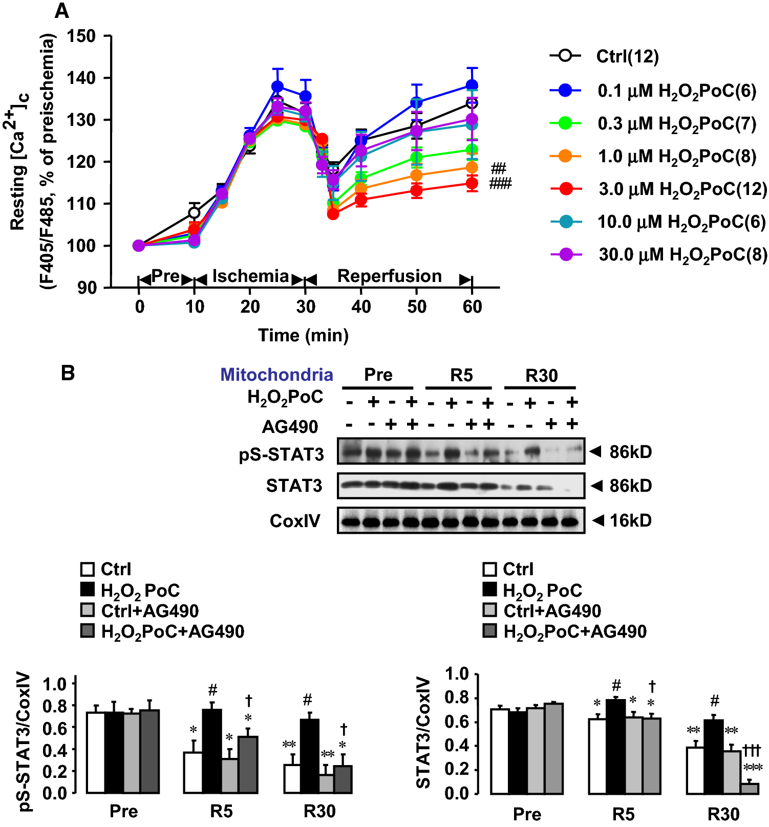 Figure 2 Cardioprotection Of Post Ischemic Moderate Ros Against Ischemia Reperfusion Via Stat3 Induced The Inhibition Of Mcu Opening Springerlink