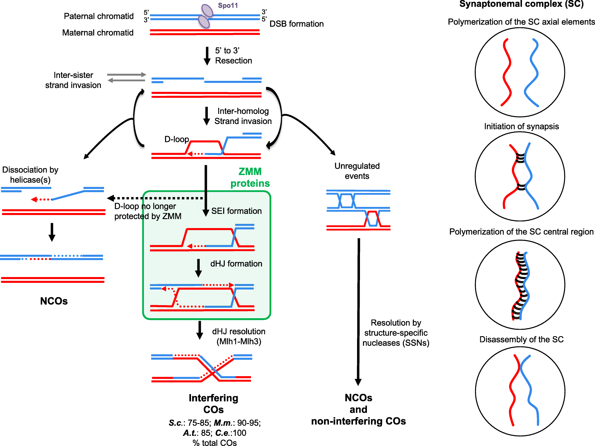 Figure 1 Crossing And Zipping Molecular Duties Of The Zmm Proteins In Meiosis Springerlink Figure 1 Crossing And Zipping Molecular Duties Of The Zmm Proteins In Meiosis Springerlink