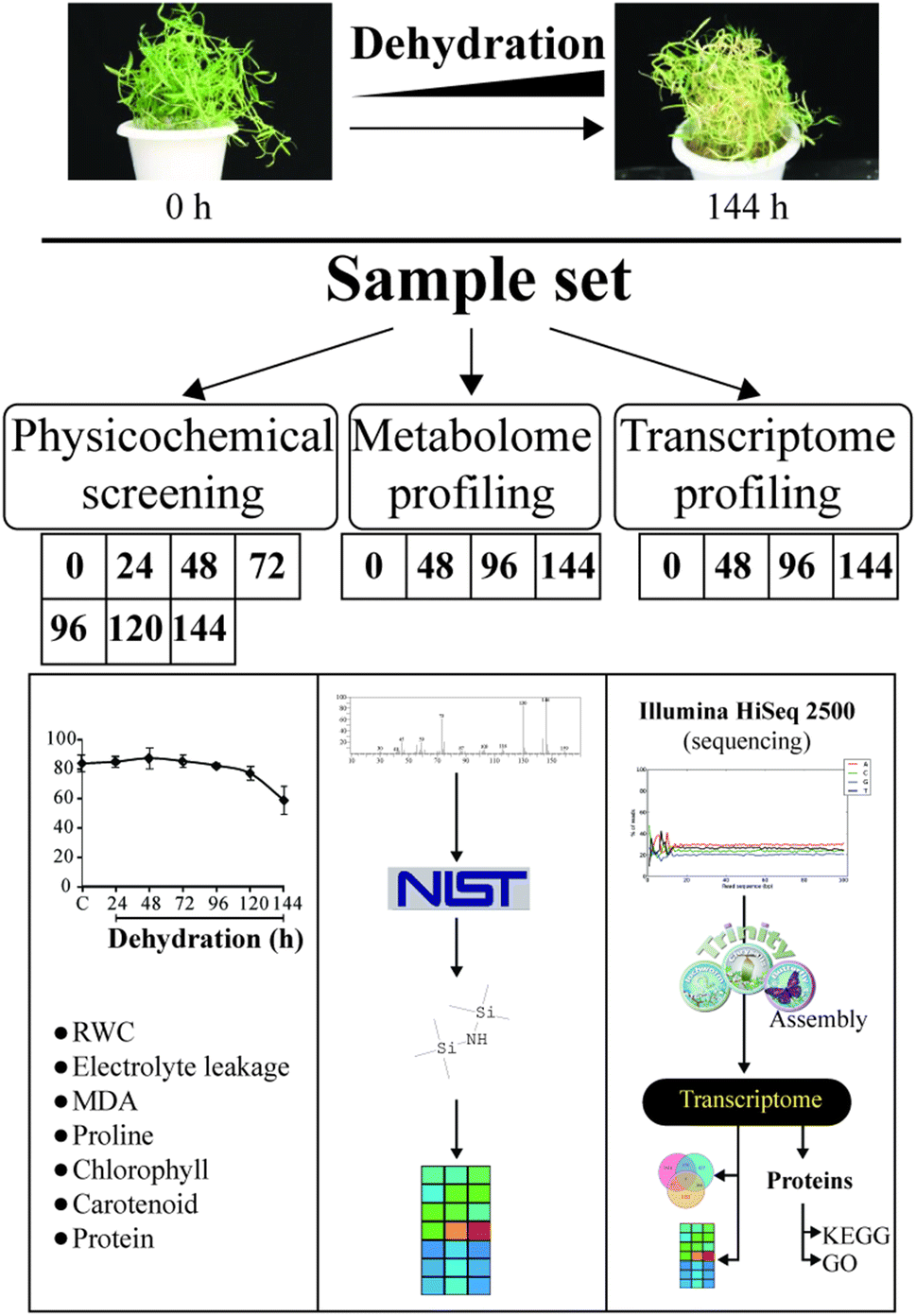 Figure 1 | Transcriptome profiling illustrates expression signatures of  dehydration tolerance in developing grasspea seedlings | SpringerLink