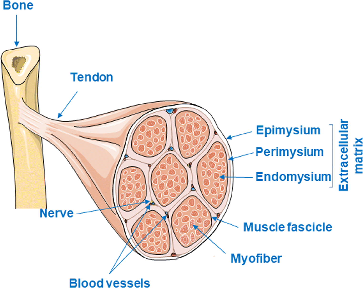 Figure 1 Skeletal Muscle Fibrosis An Overview Springerlink