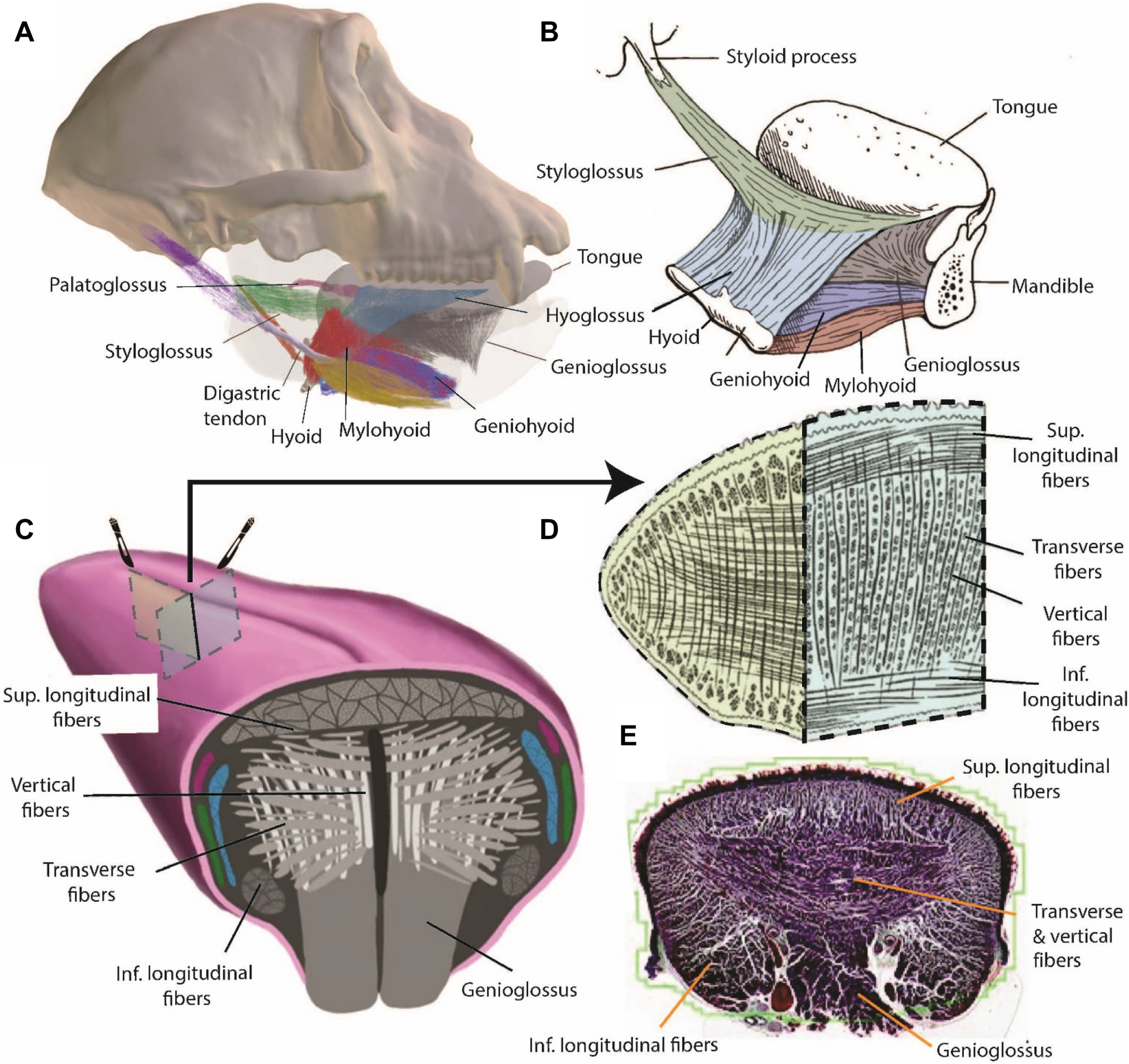 Fig. 1