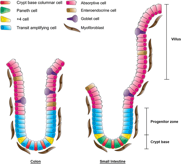 Figure 1 | Stem cell dynamics and pretumor progression in the intestinal  tract | SpringerLink