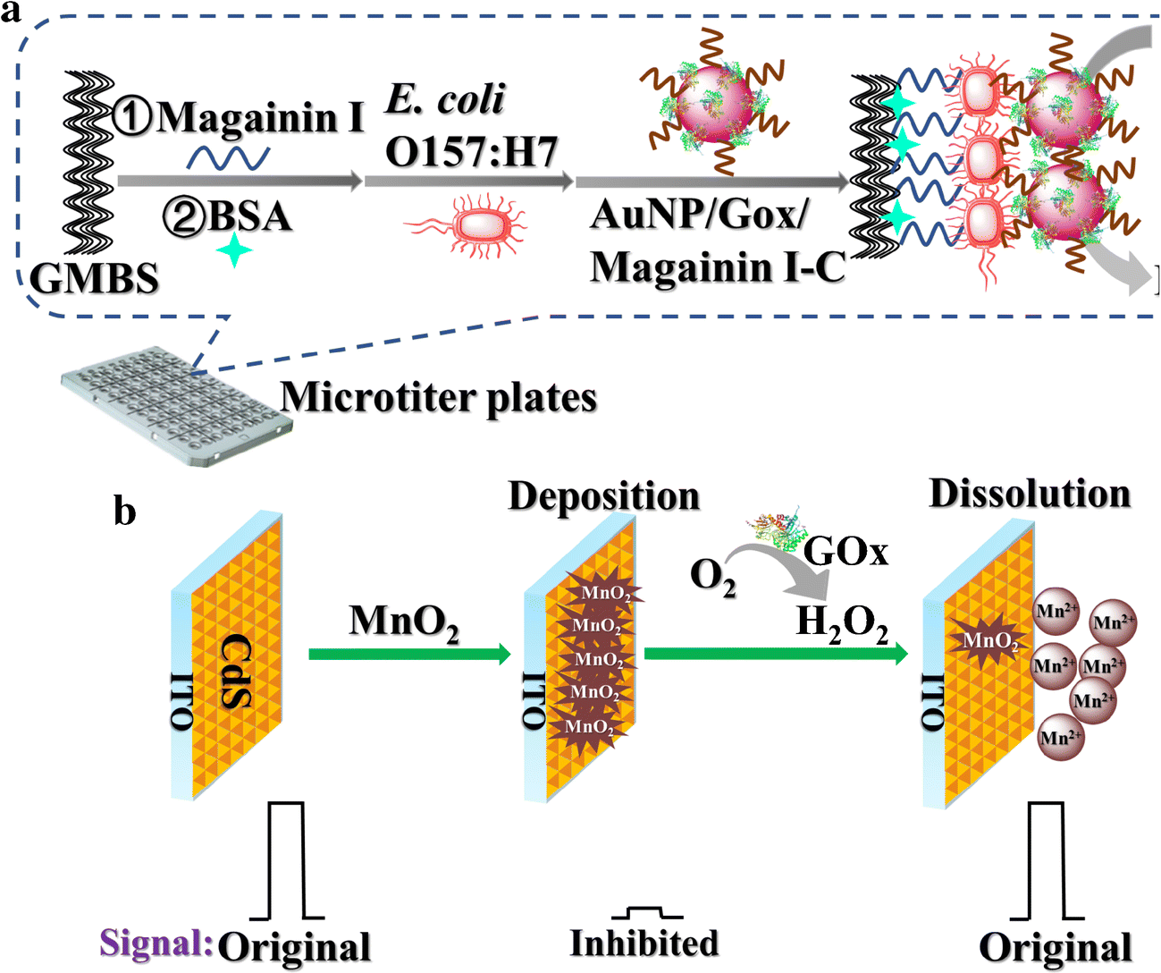 Scheme 1 High Throughput Photoelectrochemical Determination Of E Coli O157 H7 By Modulation Of The Anodic Photoelectrochemistry Of Cds Quantum Dots Via Reversible Deposition Of Mno 2 Springerlink Scheme 1 High Throughput Photoelectrochemical Determination Of E Coli O157 H7 By Modulation Of The Anodic Photoelectrochemistry Of Cds Quantum Dots Via Reversible Deposition Of Mno 2 Springerlink