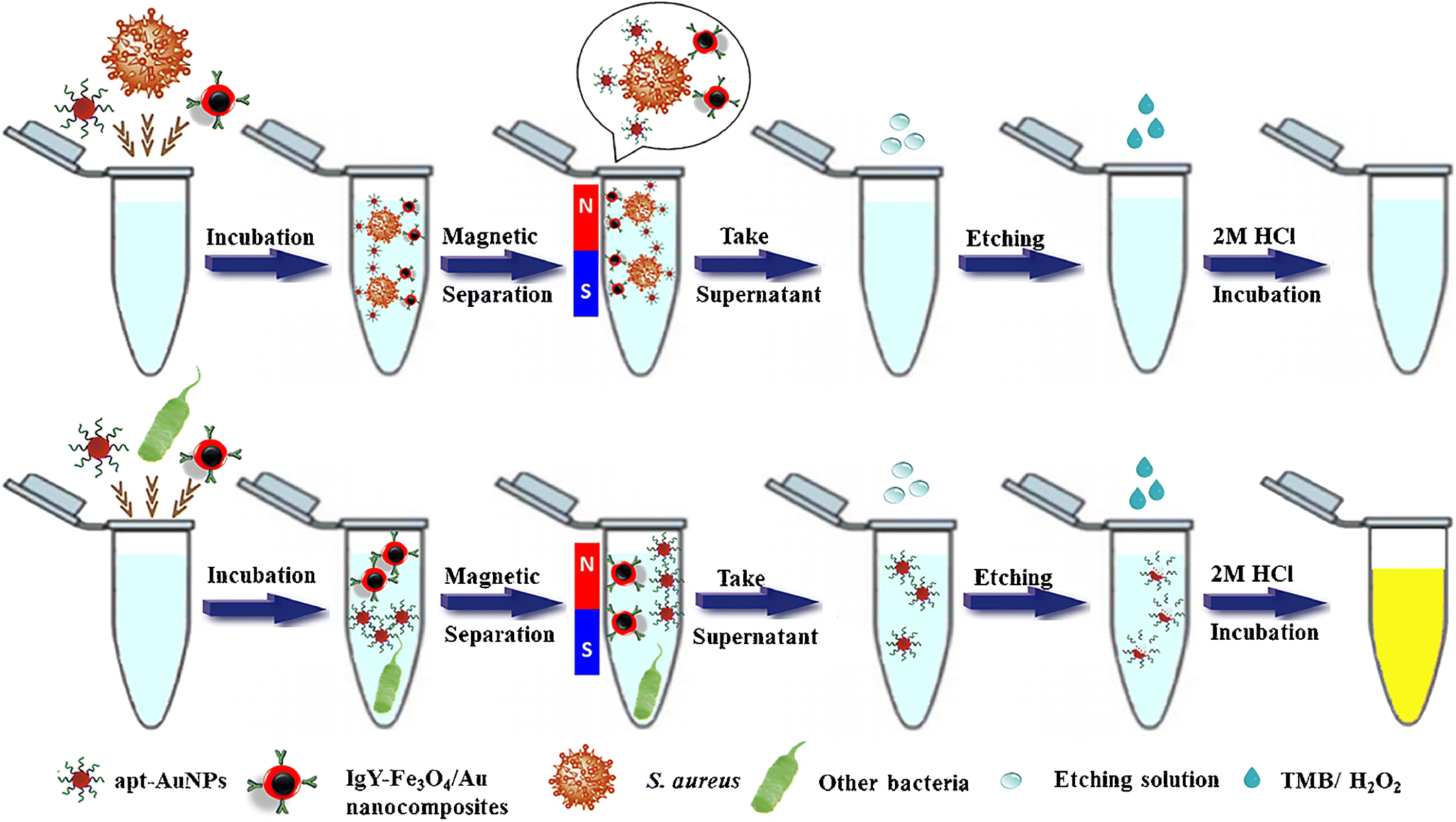 staphylococcus aureus diagram