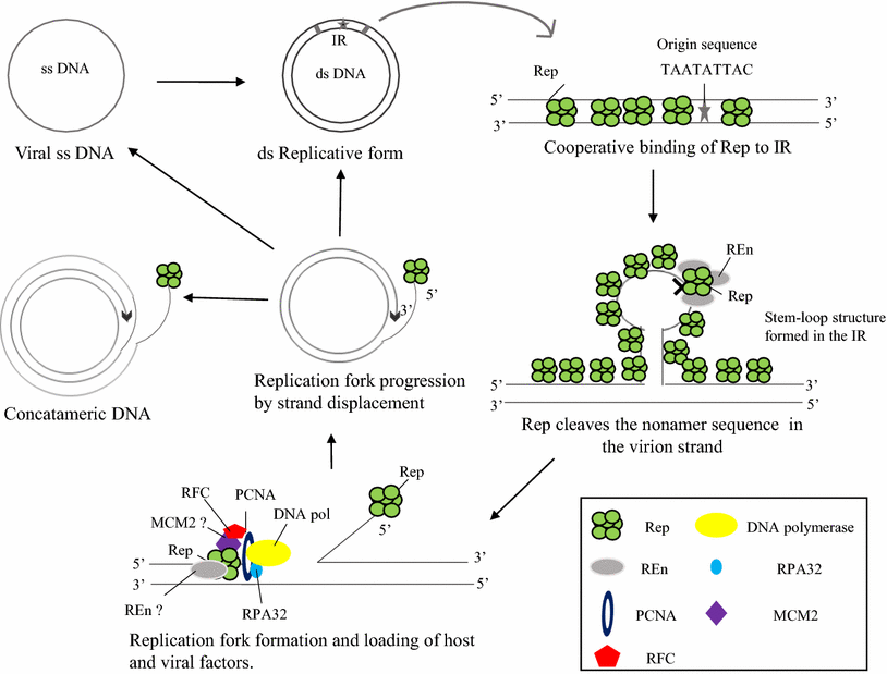 Figure 3 Insights Into The Functional Characteristics Of Geminivirus Rolling Circle Replication Initiator Protein And Its Interaction With Host Factors Affecting Viral Dna Replication Springerlink