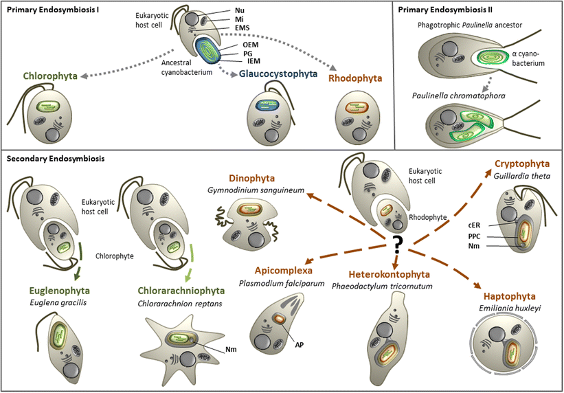 Figure 1 | Review: Origin Of Complex Algae By Secondary Endosymbiosis: A  Journey Through Time | Springerlink Figure 1 | Review: Origin Of Complex Algae By Secondary Endosymbiosis: A  Journey Through Time | Springerlink