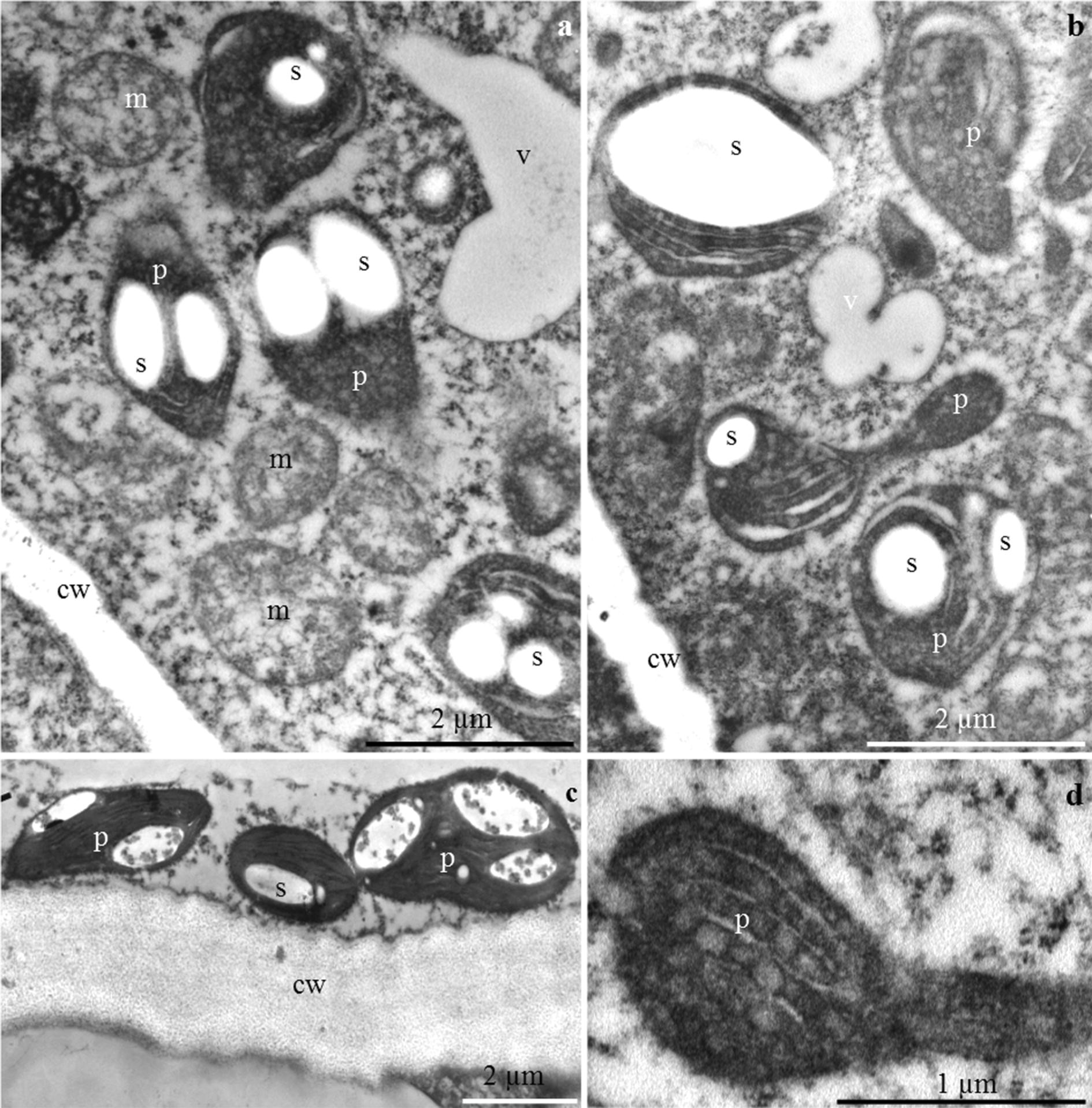 Figure 8 Comparative Studies On Structure Of The Floral Nectaries And The Abundance Of Nectar Production Of Prunus Laurocerasus L Springerlink