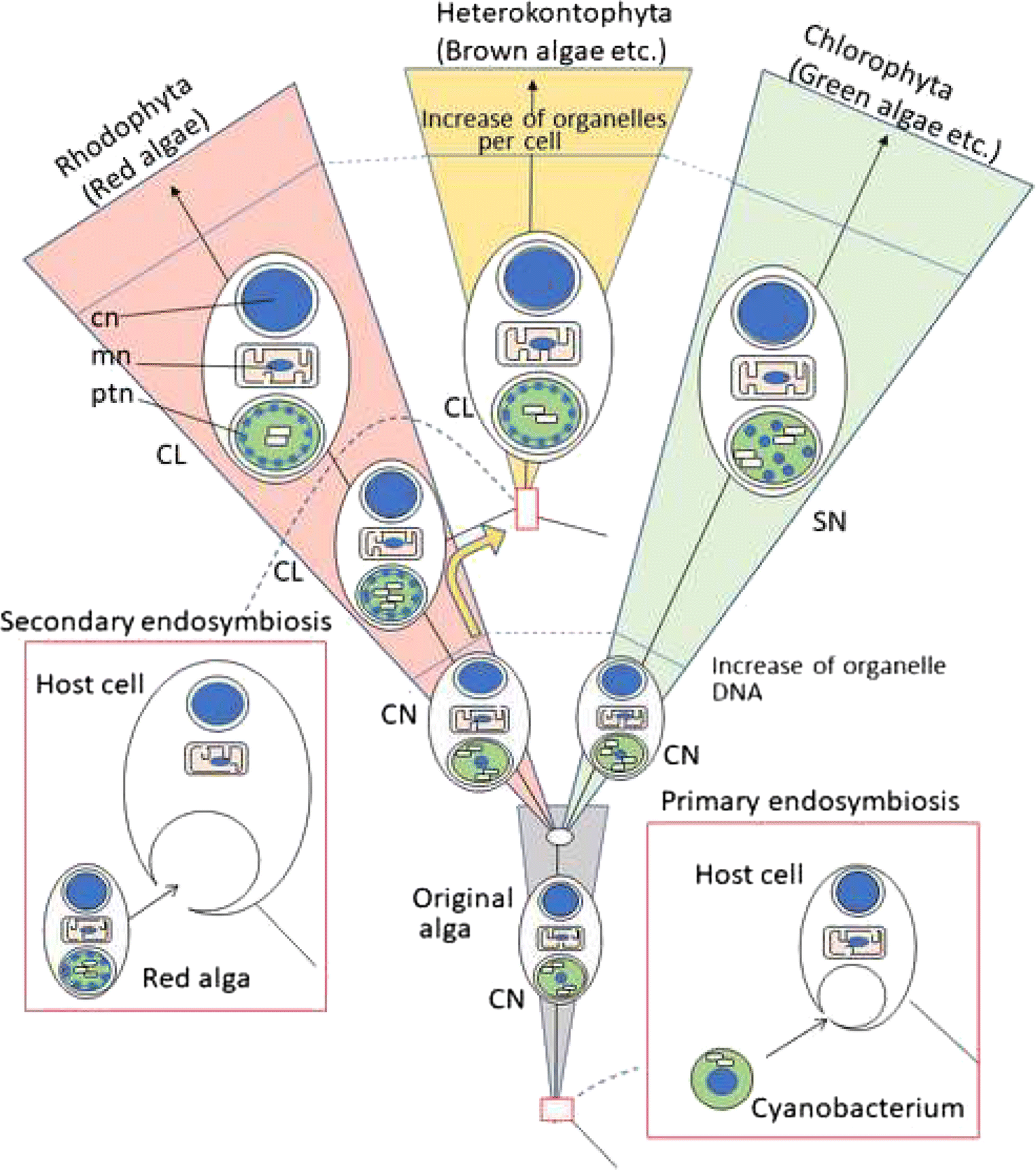 Figure 1 Evolutionary Significance Of The Ring Like Plastid Nucleus In The Primitive Red Alga Cyanidioschyzon Merolae As Revealed By Drying Springerlink