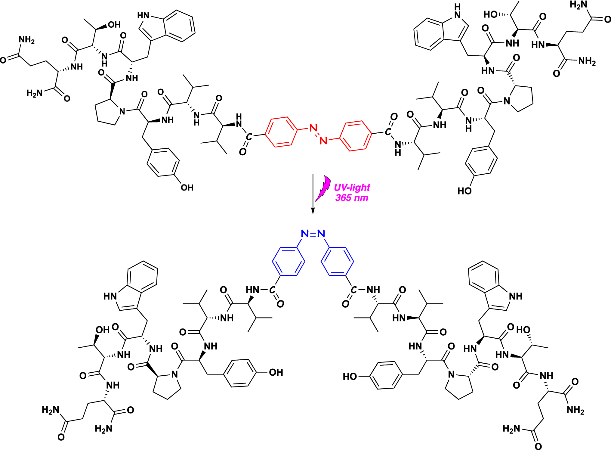 Figure 1 Synthesis Characterization And Anticonvulsant Activity Of New Azobenzene Containing Vv Hemorphin 5 Bio Photoswitch Springerlink